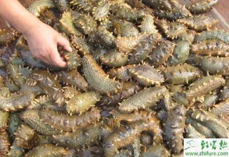 養殖海參化板癥的防治