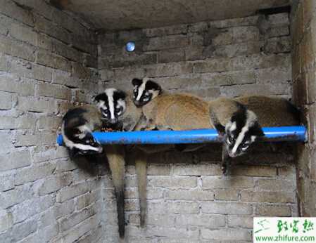 養(yǎng)殖果子貍維生素A缺乏癥的防治