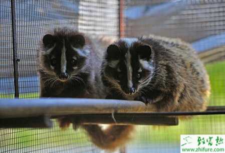 養(yǎng)殖果子貍胃腸炎的防治