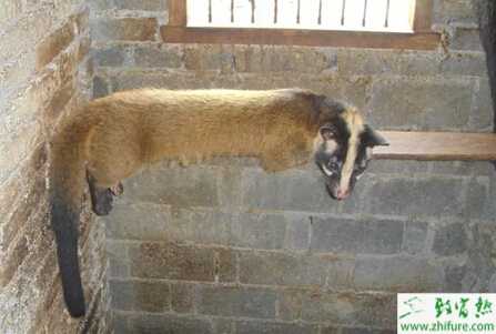 養(yǎng)殖果子貍佝僂病的防治