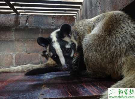 養(yǎng)殖果子貍維生素B缺乏癥的防治