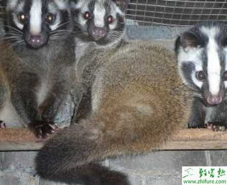 養(yǎng)殖果子貍外傷的治療