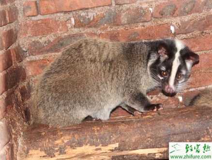 養(yǎng)殖果子貍肺炎的的防治