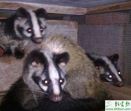 養(yǎng)殖果子貍腸便秘的防治