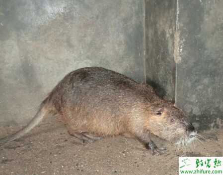 養殖海貍鼠克雷伯氏菌病如何防治