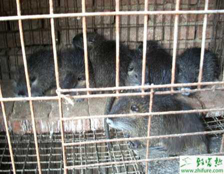 養殖海貍鼠結核病如何防治