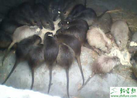 養海貍鼠狂犬病的防治