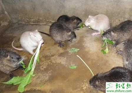 養殖海貍鼠乳房炎的防治