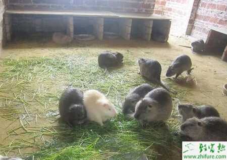 養殖海貍鼠疾病的預防措施