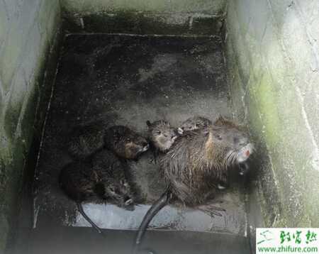養殖海貍鼠抗病和疫情的措施