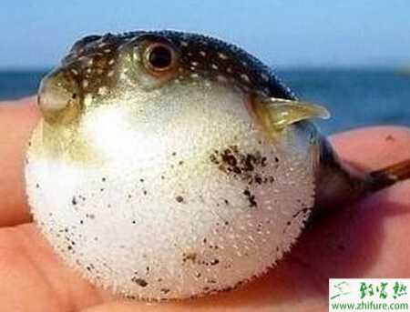 養殖河豚虹膜病毒性魚病的防治