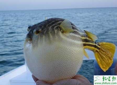 養殖河豚弧菌病的防治