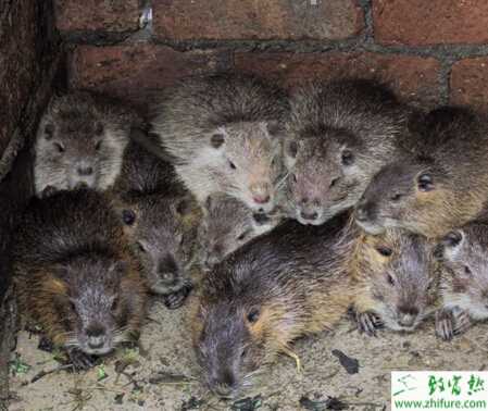 養殖海貍鼠肺炎的防治