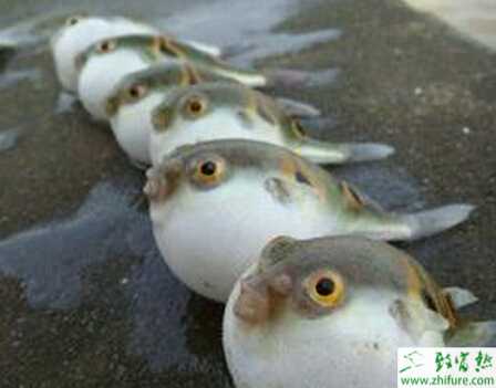 養殖河豚暴發病的防治