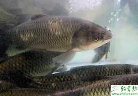 養殖草魚麥黃瘟的防治