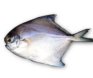 白鯧魚養(yǎng)殖