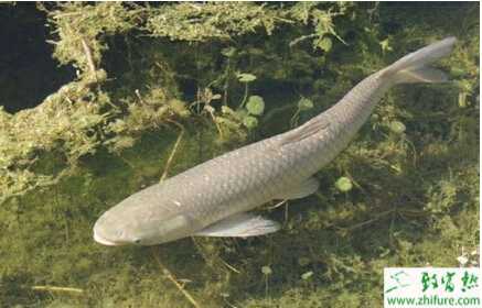 養殖草魚提高草魚種成活率的辦法