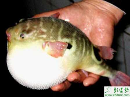 養殖河豚肝臟線狀出血病的防治