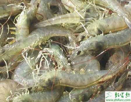 養(yǎng)殖南美白對蝦桃拉病毒病的防治