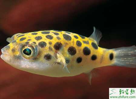 養殖河豚爛鰓病的防治