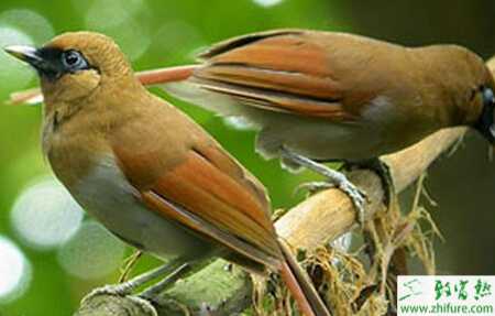 養殖畫眉自咬羽癥的防治