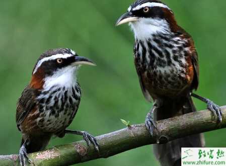 養(yǎng)殖畫眉鳥的體外寄生蟲病的防治
