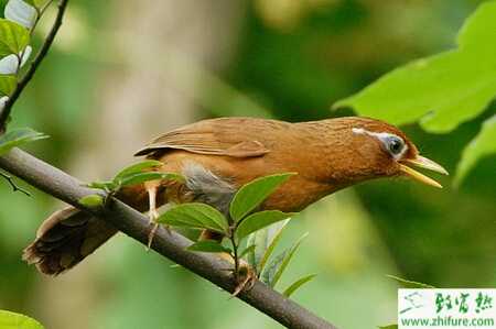 養(yǎng)殖畫眉翻頭病、雙腳跳和揚(yáng)頭病的防治