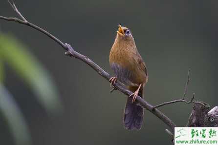 養殖畫眉啄毛癥的防治