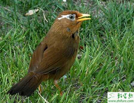 教你如何挑選和飼養畫眉