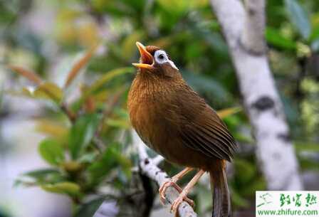 養(yǎng)殖畫眉換羽期的飼養(yǎng)管理