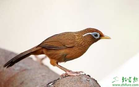 養(yǎng)殖畫眉鳥發(fā)情期的飼養(yǎng)管理