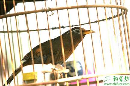 養(yǎng)殖畫眉越冬的飼養(yǎng)管理