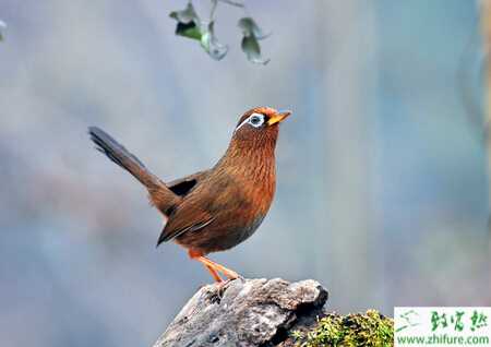 養(yǎng)殖畫眉的飼料配制
