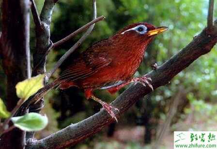 養(yǎng)殖畫眉的飼養(yǎng)管理