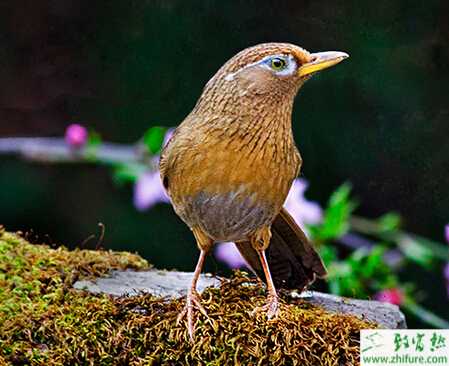 養殖畫眉禽霍亂病的防治