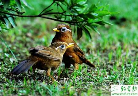 養殖畫眉的選擇及雌雄鑒別方法