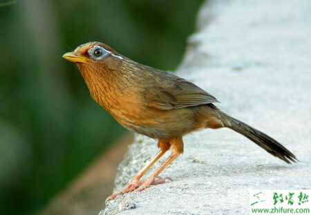 養殖畫眉的飼養管理經驗