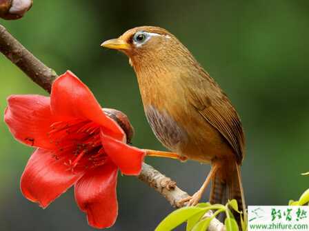 養殖畫眉飼料貯存時應注意事項