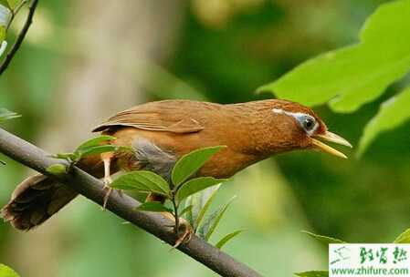 養殖畫眉飼料葷食的制作方法
