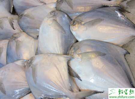 養殖淡水白鯧夏花的培育