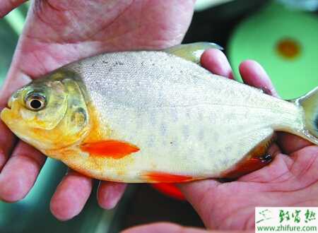 養殖淡水白鯧的配合飼料介紹