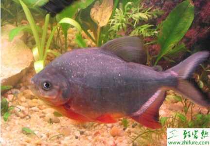 池塘養殖淡水白鯧的技術