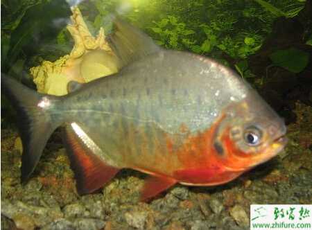 池塘高產養殖淡水白鯧的技術
