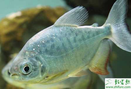 養殖淡水白鯧的快速育成