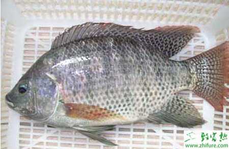 冬季淡水白鯧養殖常見病害的防治