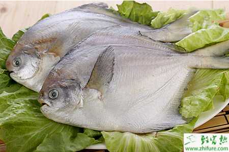 煙絲治療淡水白鯧魚“旋轉病”的經驗