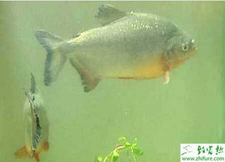 養(yǎng)殖淡水白鯧越冬期間水霉病的防治