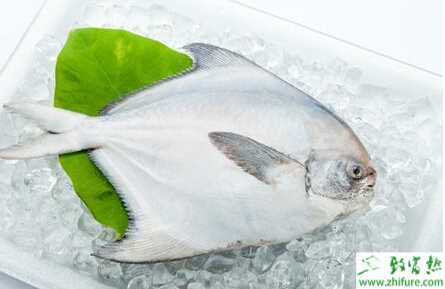 養(yǎng)殖淡水白鯧苗種進(jìn)池越冬的管理