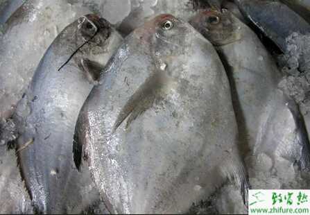 淡水白鯧成魚養(yǎng)殖的前的準(zhǔn)備