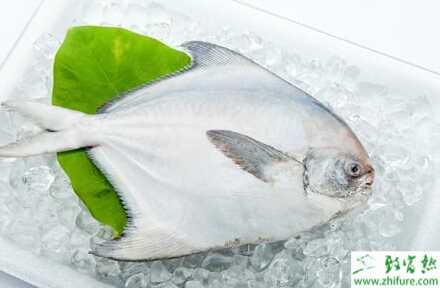 養(yǎng)殖淡水白鯧越冬期間小瓜蟲病的防治